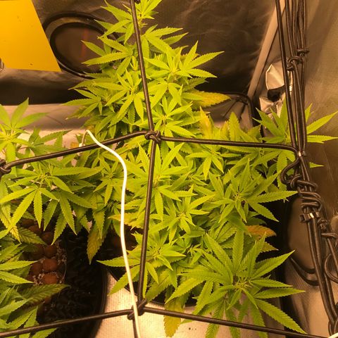 Amnesia Haze growlog timeline photo
