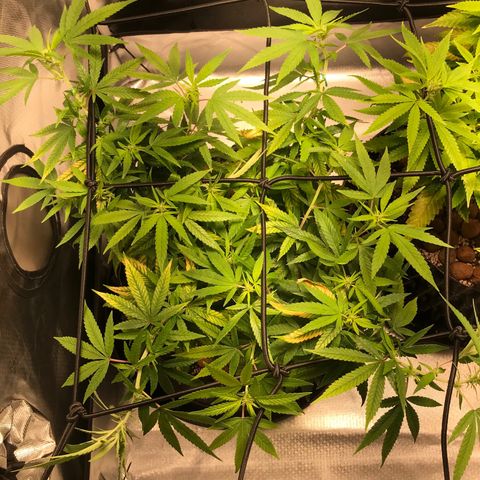 Cheese growlog timeline photo