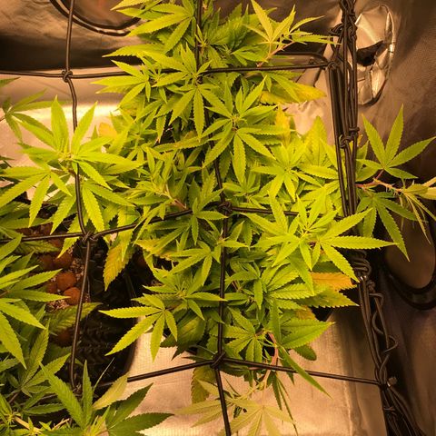 Amnesia Haze growlog photo: Após scrog