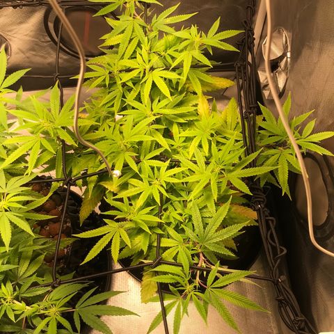 Amnesia Haze growlog timeline photo