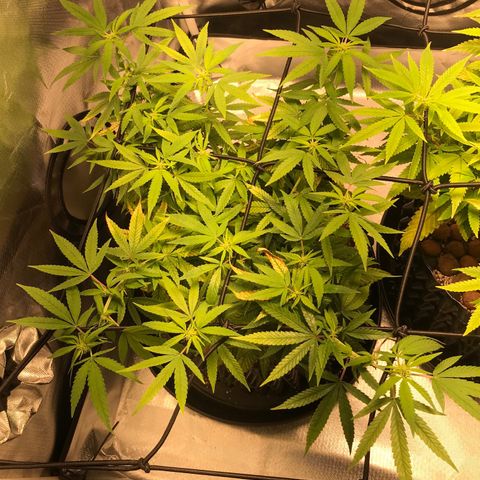 Cheese growlog timeline photo