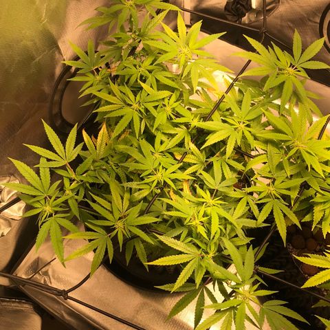 Cheese growlog timeline photo
