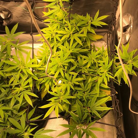 Amnesia Haze growlog timeline photo