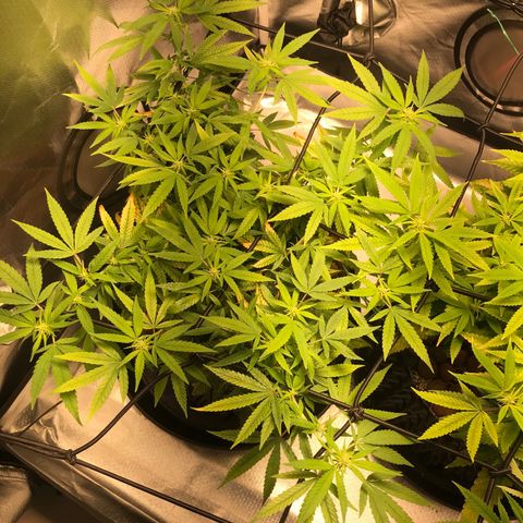 Cheese growlog timeline photo