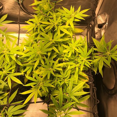 Amnesia Haze growlog timeline photo