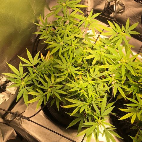 Cheese growlog timeline photo