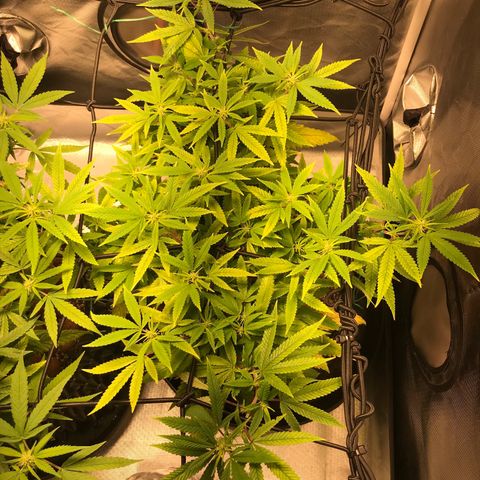 Amnesia Haze growlog timeline photo