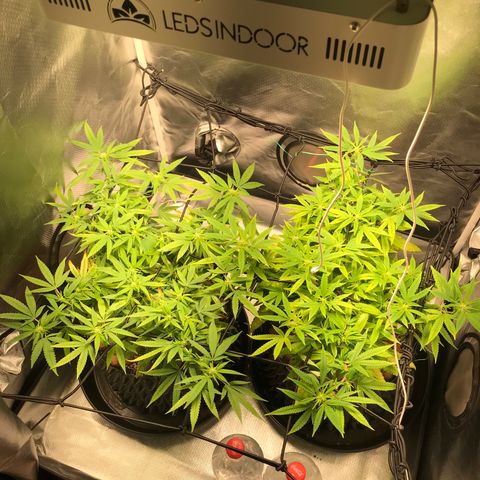 Zkittlez Express growlog timeline photo