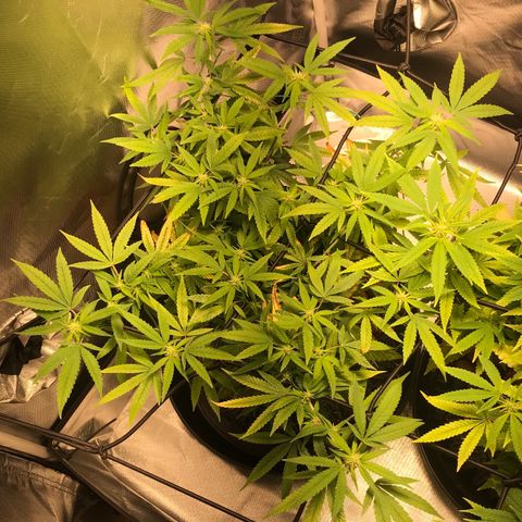 Cheese growlog timeline photo