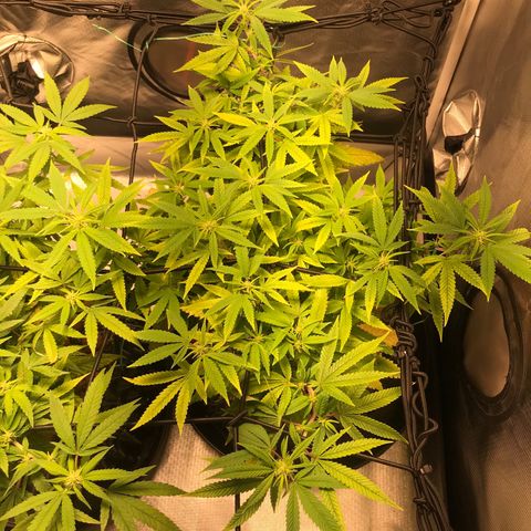 Amnesia Haze growlog timeline photo