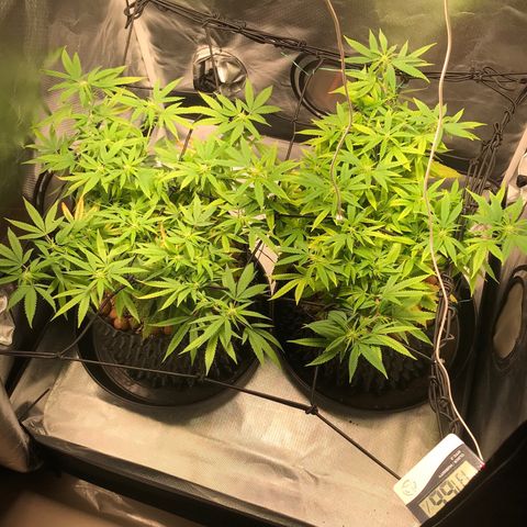 Zkittlez Express growlog timeline photo