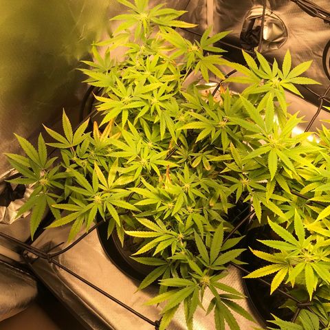 Cheese growlog timeline photo