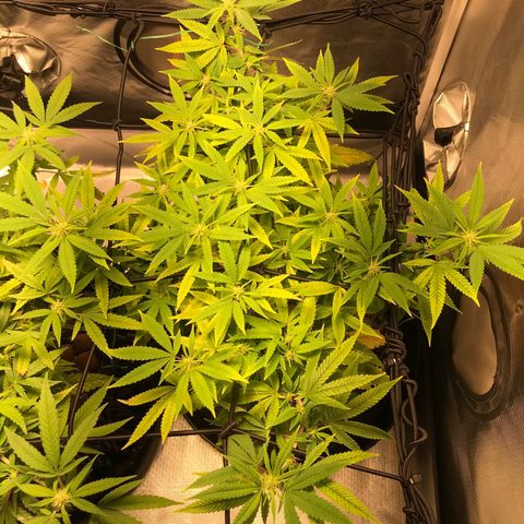 Amnesia Haze growlog timeline photo