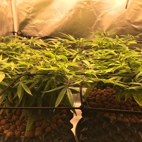 Amnesia Haze growlog timeline photo