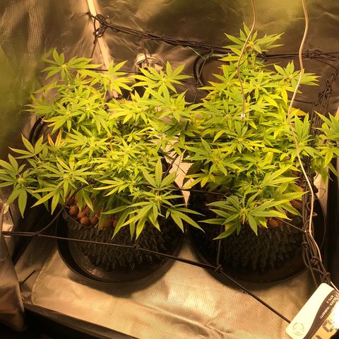 Amnesia Haze growlog timeline photo
