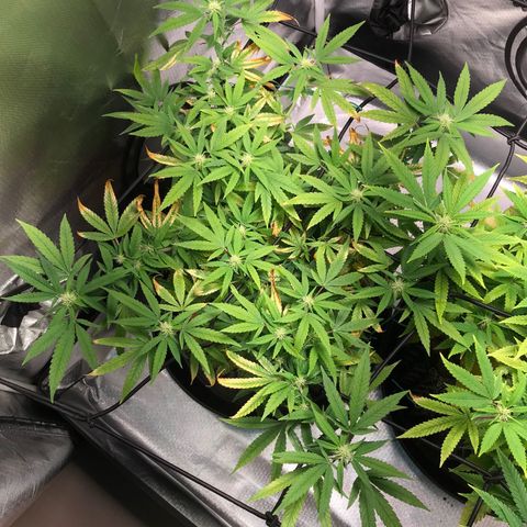 Cheese growlog timeline photo