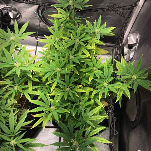 Amnesia Haze growlog timeline photo