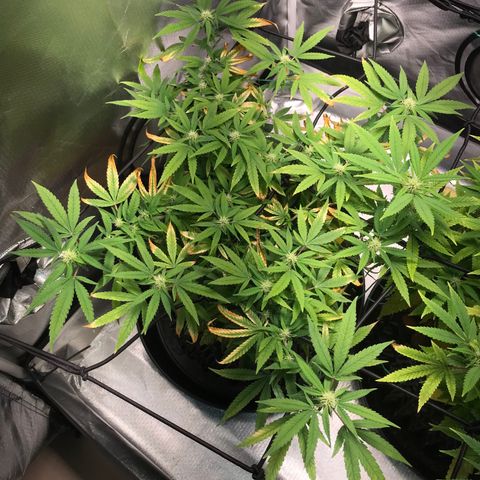 Cheese growlog timeline photo