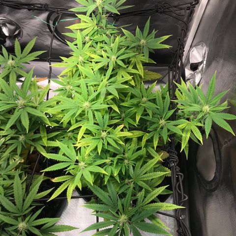 Amnesia Haze growlog timeline photo