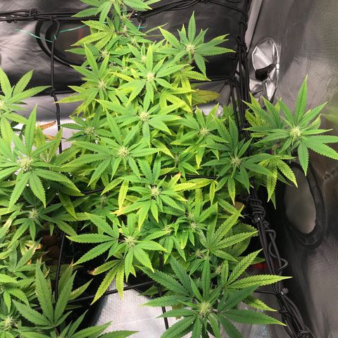Amnesia Haze growlog timeline photo