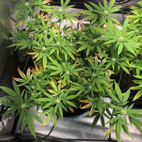 Cheese growlog timeline photo