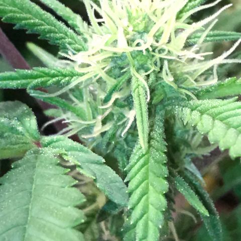Amnesia Haze growlog photo: RESINA = NEVE