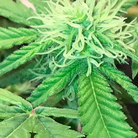 Cheese growlog photo: RESINA = NEVE