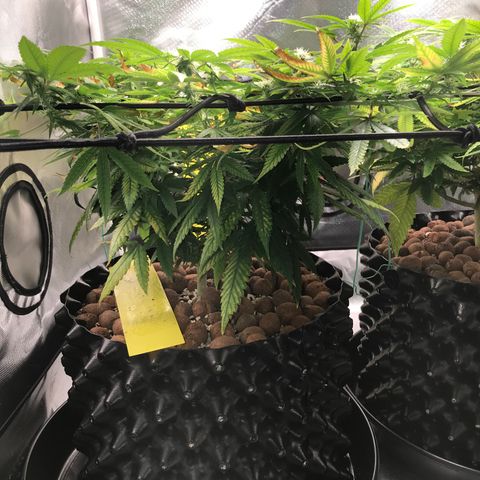 Cheese growlog photo: Antes da lolippoping