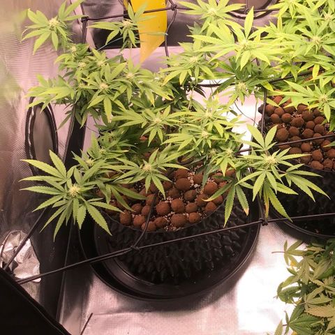 Cheese growlog photo: Depois da lolippoping