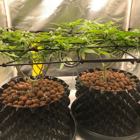 Cheese growlog photo: Depois da lolippoping