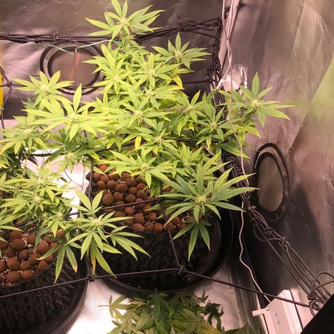 Amnesia Haze growlog photo: Depois da lolippoping