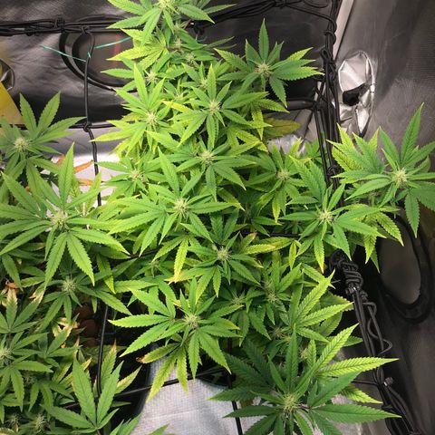 Amnesia Haze growlog photo: Antes da lolippoping