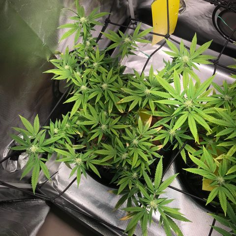 Cheese growlog timeline photo