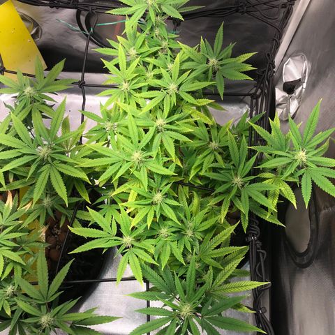 Amnesia Haze growlog timeline photo
