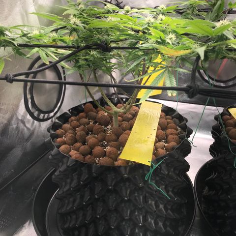 Cheese growlog timeline photo