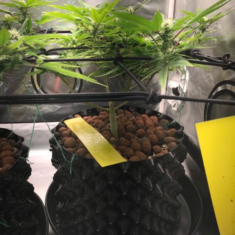 Amnesia Haze growlog timeline photo