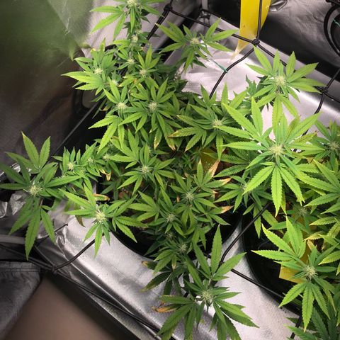 Cheese growlog timeline photo