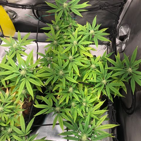 Amnesia Haze growlog timeline photo
