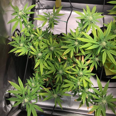 Cheese growlog timeline photo