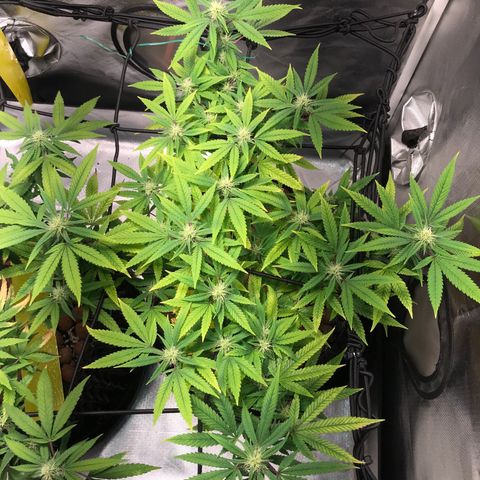 Amnesia Haze growlog timeline photo