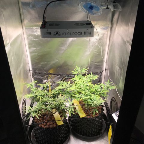 Amnesia Haze growlog timeline photo