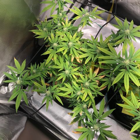 Cheese growlog timeline photo