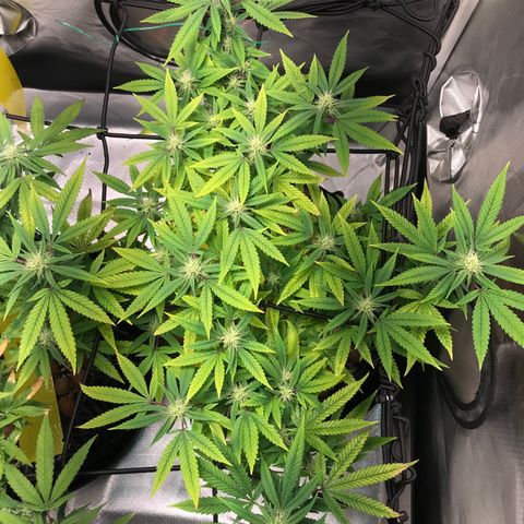 Amnesia Haze growlog timeline photo