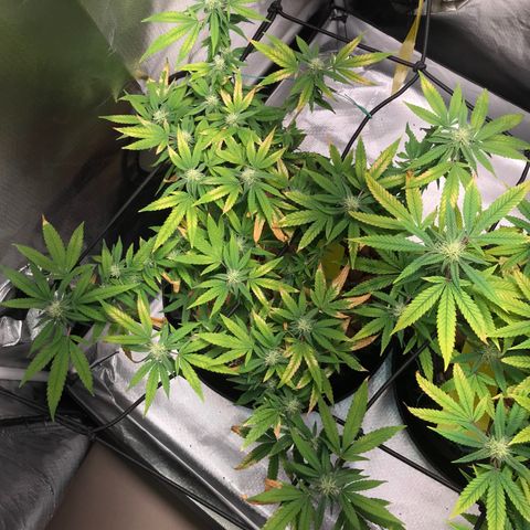 Cheese growlog timeline photo