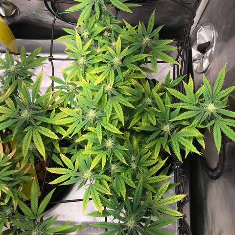 Amnesia Haze growlog timeline photo