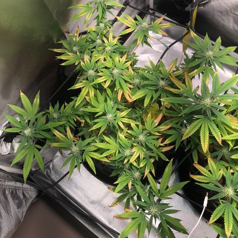 Cheese growlog timeline photo