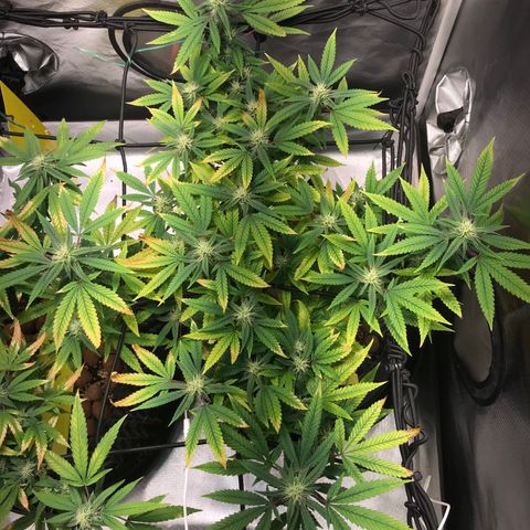 Amnesia Haze growlog timeline photo