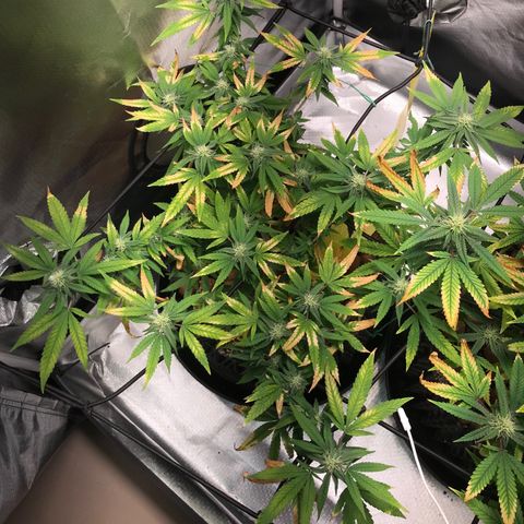 Cheese growlog timeline photo