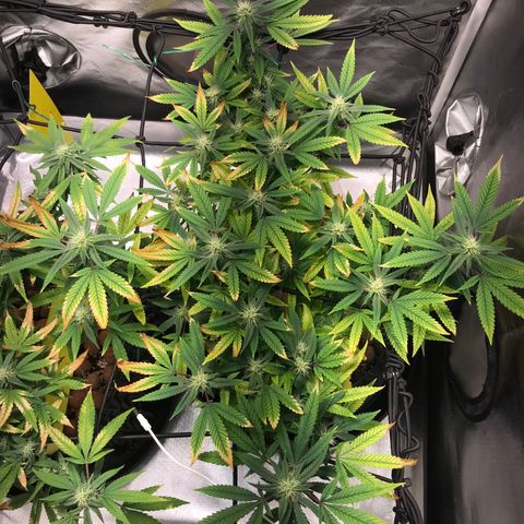 Amnesia Haze growlog timeline photo