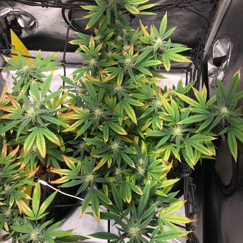 Amnesia Haze growlog timeline photo